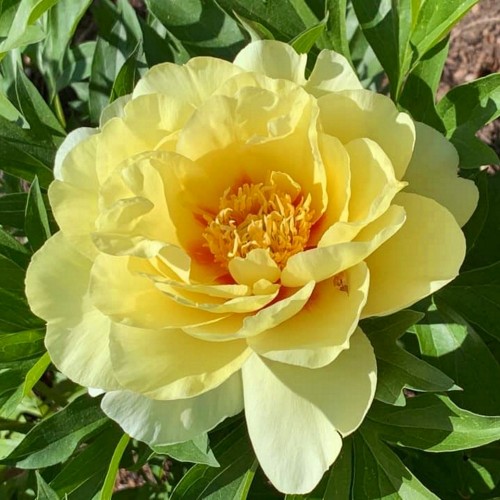 Paeonia intersectional 'Yellow Dream' - Itoh pojeng 'Yellow Dream' C7/7L